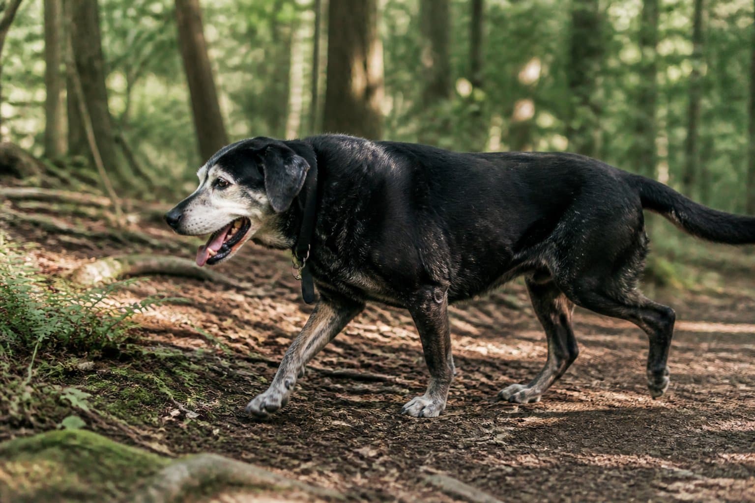 An older dog mid-stride on a trail, shoulders engaged, moving comfortably through the trees.